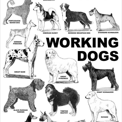 Breed Posters - Working Dogs (18" x 36")