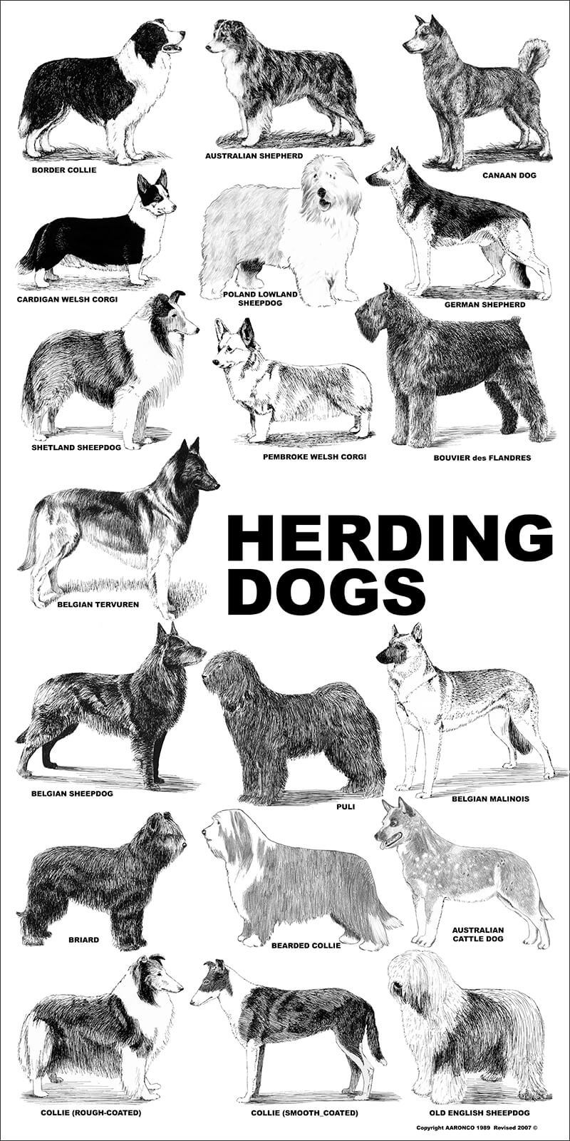 Herding dog, Breeds, Photographs, & Facts