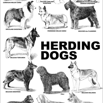 Breed Posters - Herding Dogs (18" x 36")