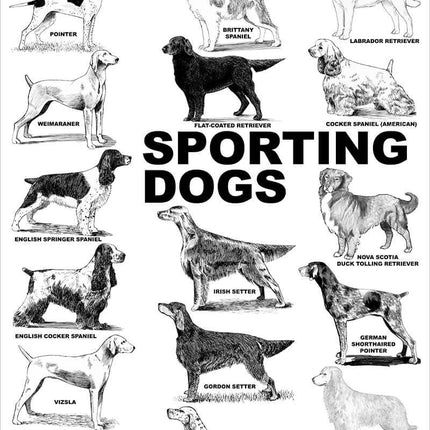 Breed Posters - Sporting Dogs (18" x 36")