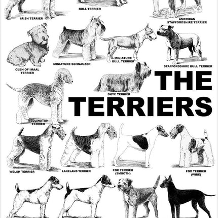 Breed Posters - The Terriers (18" x 36")
